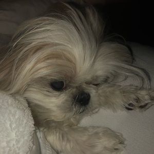 Meet your Posher, Shari